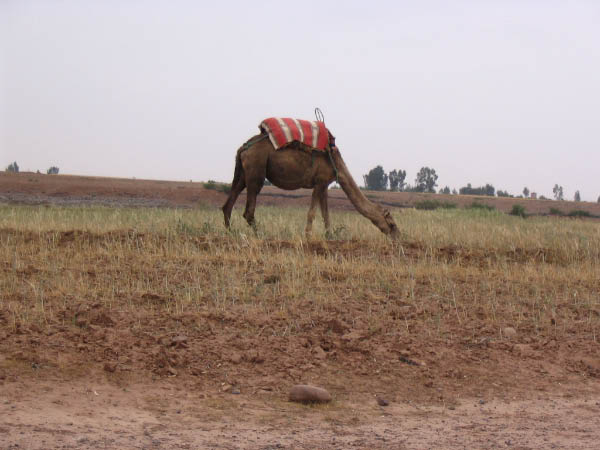 5203-marrakech-toubkal-roadside-camel-apr15-2005