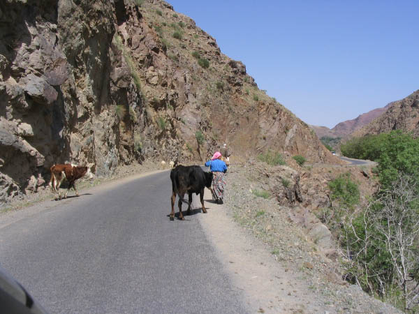 5523-imlil-to-marrakech-mountain-road-cows-apr17-2005