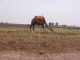 5203-marrakech-toubkal-roadside-camel-apr15-2005