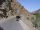 5523-imlil-to-marrakech-mountain-road-cows-apr17-2005