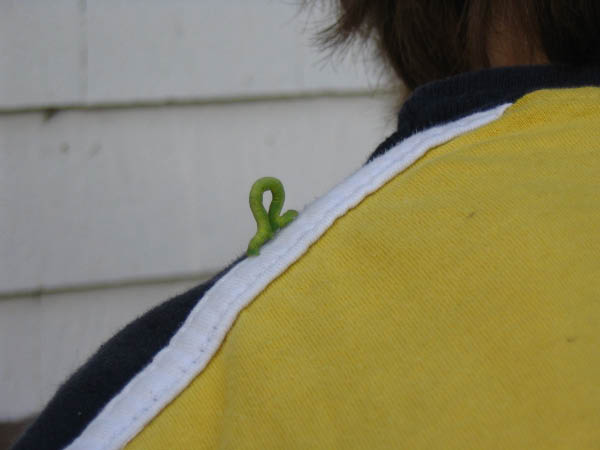 8087-east-coast-sams-inch-worm-aug12-2005