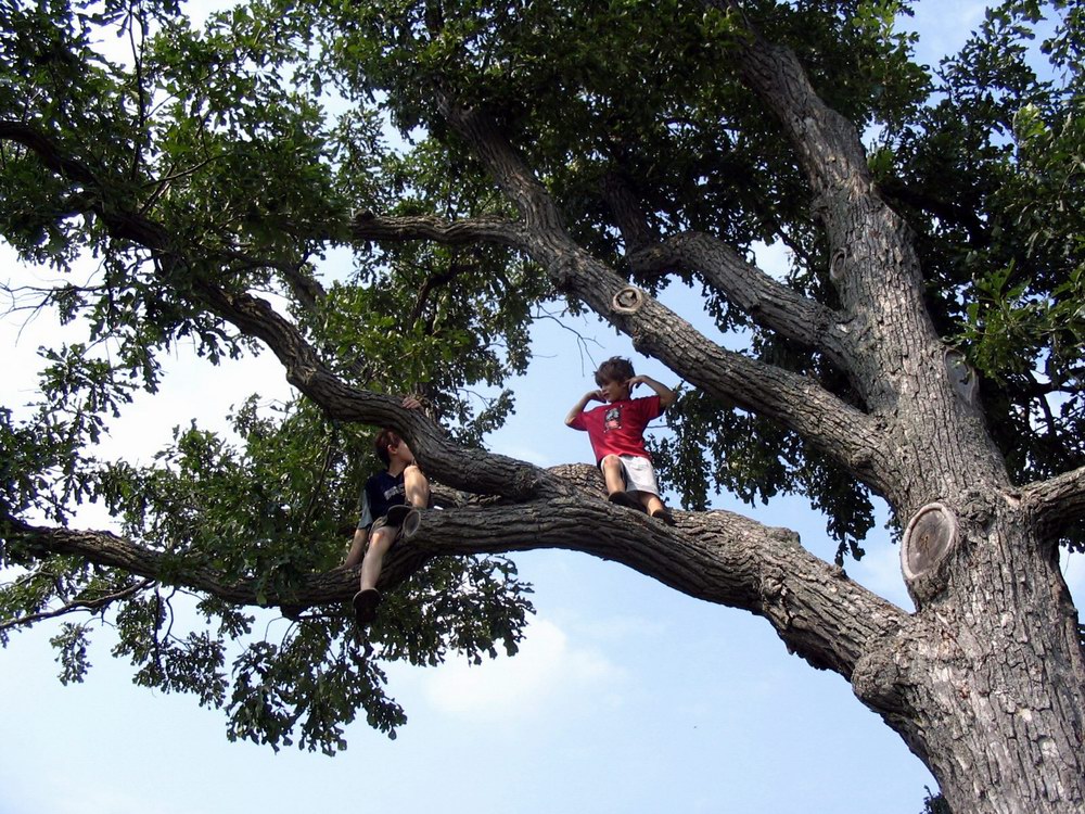 Tim/Eric up a tree