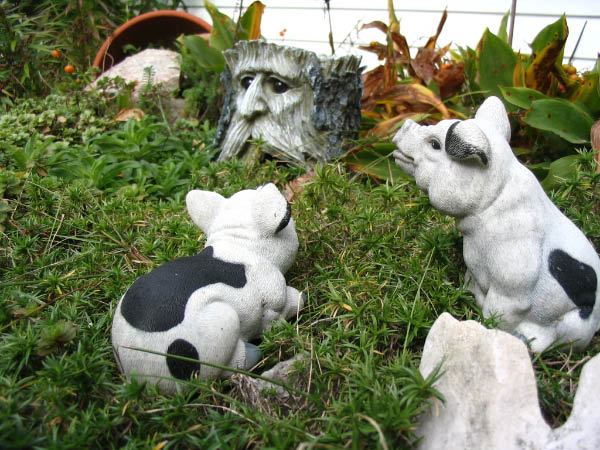 8681-farm-pigs-in-garden-oct9-2005