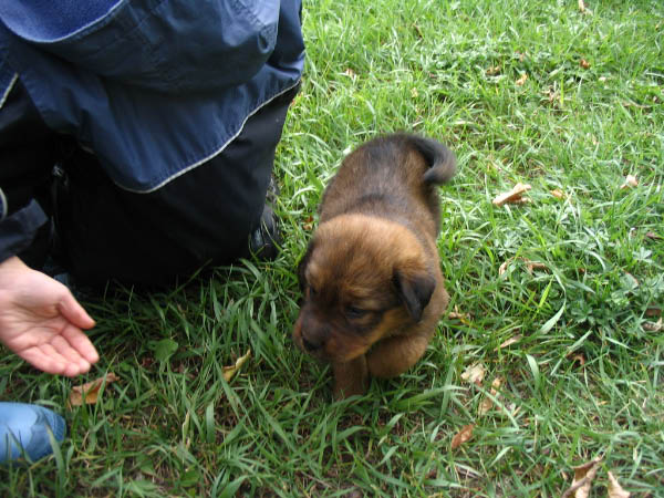 8682-farm-tiny-puppy-house-oct9-2005