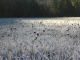 8659-farm-cottage-field-frosty-morn-oct9-2005