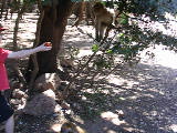 Eric feeding the monkeys